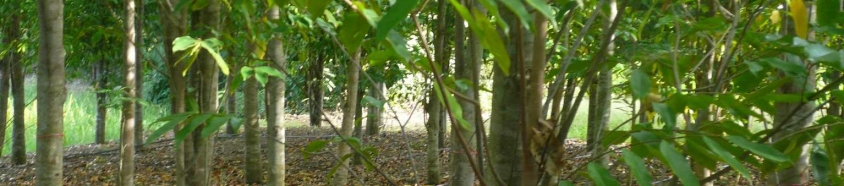 Our Agarwood Plantation