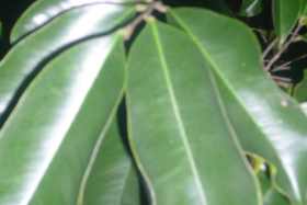 Agarwood or Aquilaria Leaf Photograph